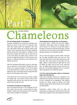 chameleon